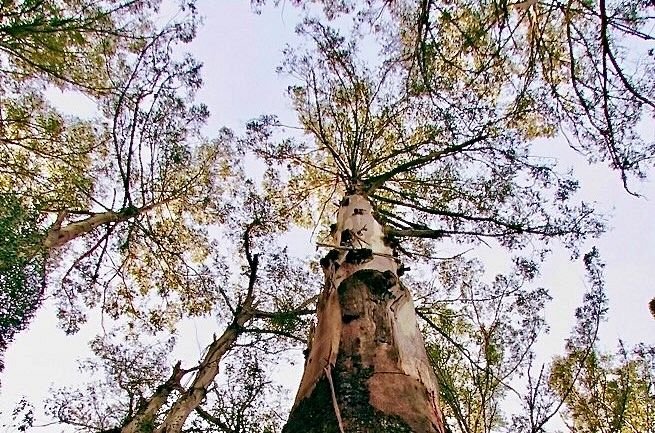 Tassie's Tall Trees under threat